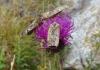 Chersotis sp.